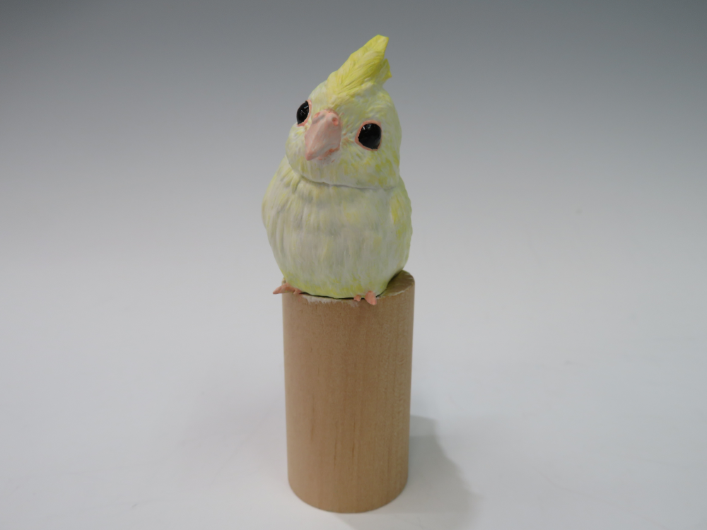 061_C_おかめインコ(幼鳥).png