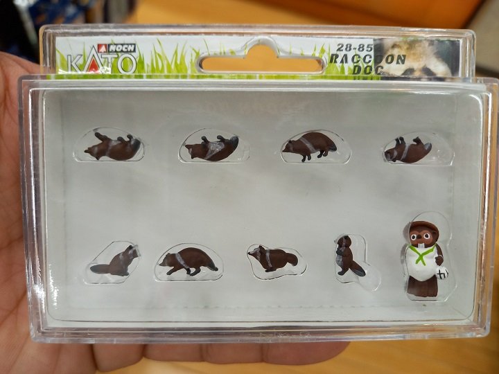 タヌキ.jpg